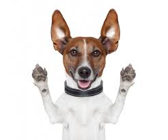 Джек Рассел Терьер (Jack Russel Terrier) 